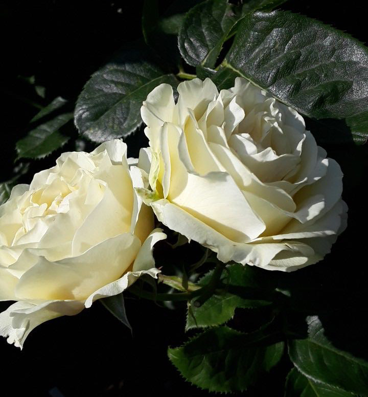 White Roses